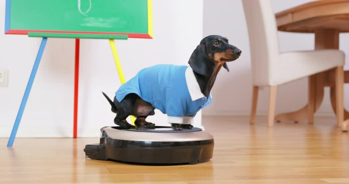 Dachshund in blue shirt sits on moving robot vacuum cleaner rides around apartment. Funny pet training command sit, trick balance, obedience, excerpt.