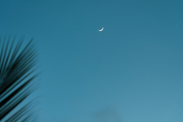Crescent moon in the blue sky in the evening. In the foreground is a palm leaf.