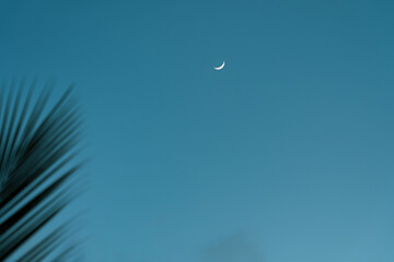 Obraz na płótnie Canvas Crescent moon in the blue sky in the evening. In the foreground is a palm leaf.