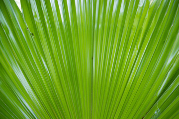 Tropical Natural green palm leaves pattern texture abstract background