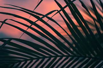 Palm leaves and trees against the background of the colorful sunset sky