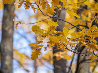 Oak branches with yellow leaves in autumn park