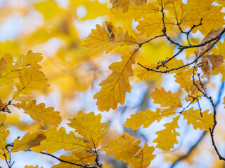 Oak branches with yellow leaves in autumn park