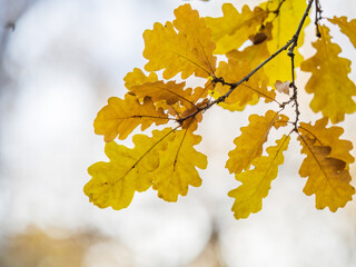 Oak branches with yellow leaves in autumn park