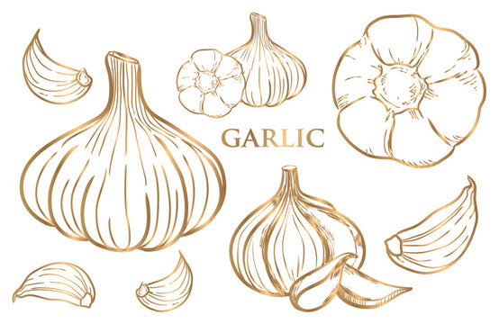 golden garlic line drawing vector on white background