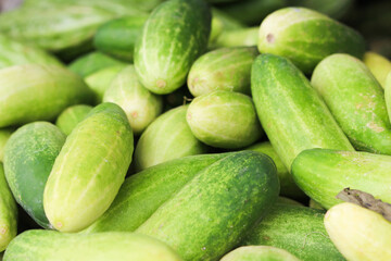 Cucumber background Cucumber harvest. many cucumbers. cucumbers from the field.