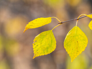 Autumn yellow and orange leaves on the sun and blurred trees. Fall background.