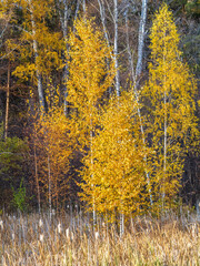 Obraz premium Trees with orange, green and yellow leaves in the autumn forest.