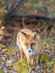 The red fox Vulpes vulpes walks along a path in the forest.