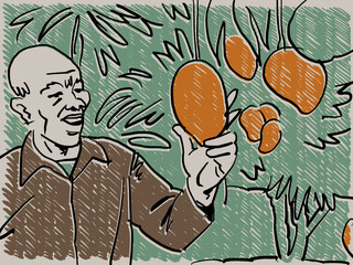An Illustration of a man examinig the ripeness of a mango on a tree