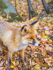 Close up of the muzzle of the red fox Vulpes vulpes in the autumn forest.
