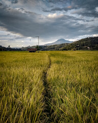 Fototapeta premium A natural blend of rice fields and mountains in Sumedang, West Java, Indonesia