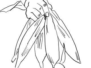 An Illustration of a hand holding unpeeled corn