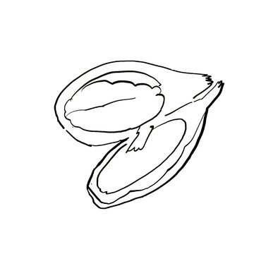 An Illustration of  aframomum cut in two