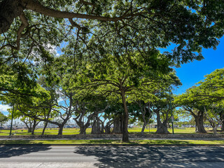 A scene of day life in Hawaii