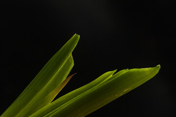 hojas de cebolla de verdeo con fondo negro 