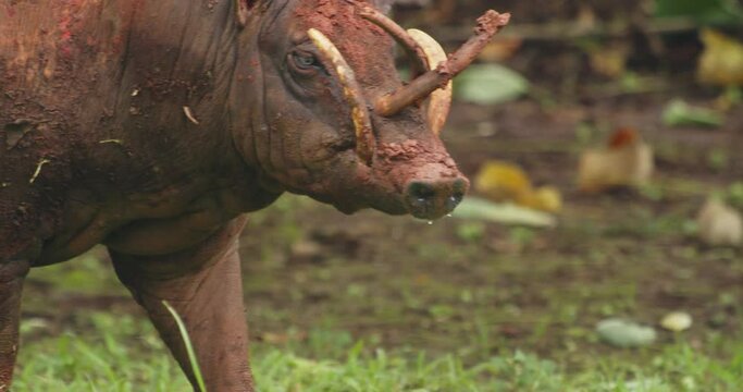 Babirusa Looking For Food in Wilderness, Close Up. Wild Animal in Natutal Environment