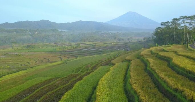 Cinematic drone flight over TERRACED RICE FILD READY TO HARVEST WITH MOUNTAIN 