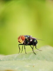 A common green bottle fly sits on a stem. The common green bottle fly is a fly that is found in most areas of the world and is the best known of the many species of green bottle fly.