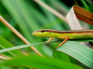 Lizard on green grass in field.