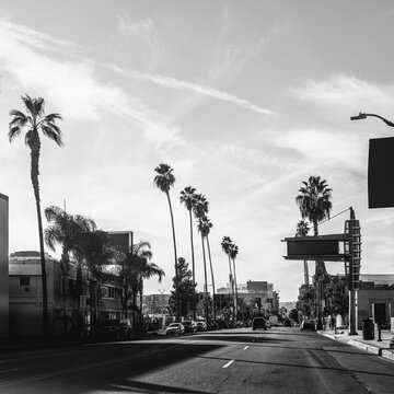 Hollywood Boulevard street landscape with palm trees in Los Angeles, California, USA, black and white retro-style photo