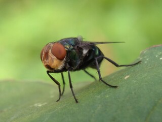 A common green bottle fly sits on a stem. The common green bottle fly is a fly that is found in most areas of the world and is the best known of the many species of green bottle fly.