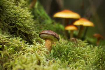 Wild Boletus Mushroom growing on lush green moss