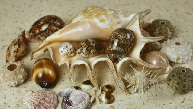 Composition on the marine theme. Flat lay, pile of sea shells on a light background panoramic close-up. Sea, vacation, summer concept
