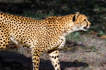 Cheetah on the prowl in Baltimore Zoo. A big cat with beautiful spotted fur is hunting for food under trees in autumn.