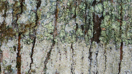Fototapeta premium amazing wood bark texture as background