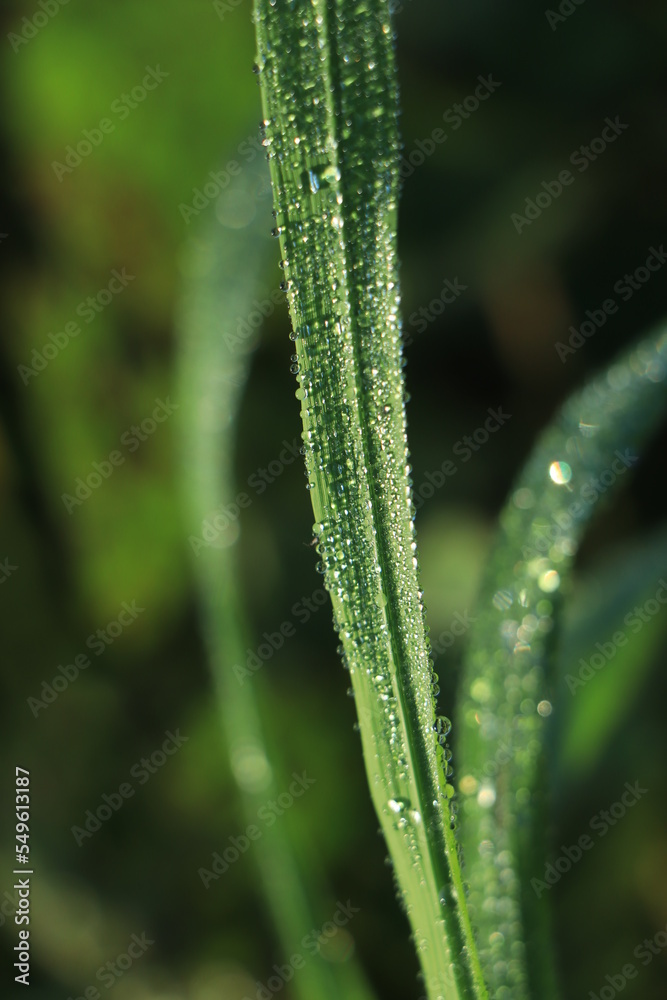 Wall mural Fresh morning dew on rice leaf