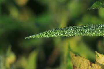 Raindrops on green long leaves