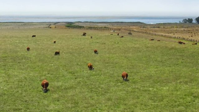 Drone aerial flight close view of cows grazing on green grass on the shore of Pacific Ocean. Agriculture in west California.