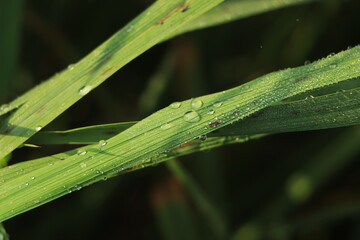 Dew on leaves. Drop of dew in morning on leaves with sun light. Water drops on the green grass.