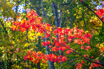 Bar Harbor, Maine, USA