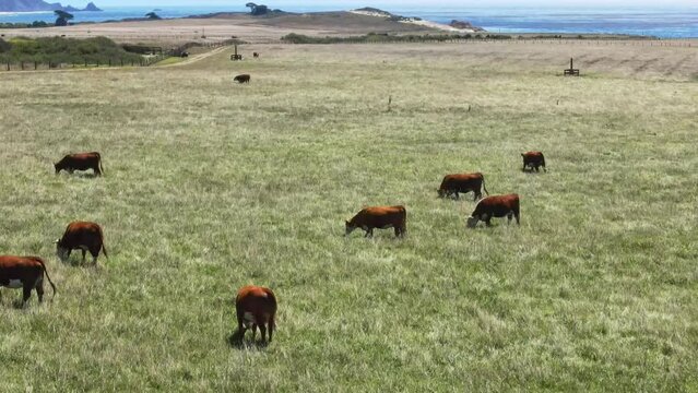 Drone flight close view of cows grazing on green grass on the shore of Pacific Ocean. Agriculture in west California.