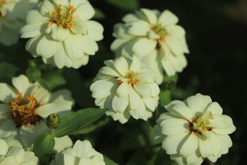 The Zinnia white on green background