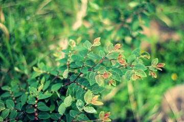 Dark green tropical leaves background. Panoramic background. nature concept