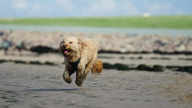 Happy Pet Goldendoodle Playing in Mud. Dirty dog running.