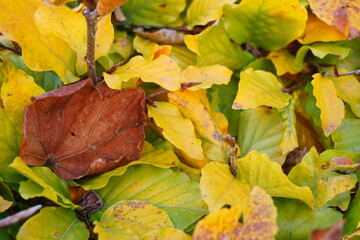 Autumn with fallen leaf. Trees moulting due to the tide and getting ready for a cold winter. Wet days and depression prone.
