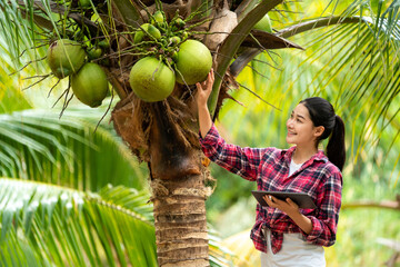 Coconut thailand. Agriculturist utilize the core data network in the Internet from the tablet to validate, test, and select the new crop method. Young farmers and coconut farming. - obrazy, fototapety, plakaty