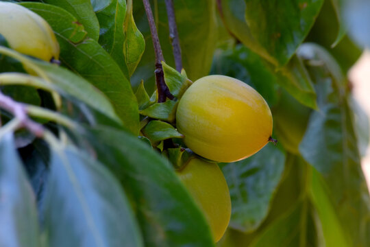 Yellow Persimmon Green Leaf 02
