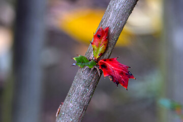Oregon Grapeleaf Trio on Stem 02