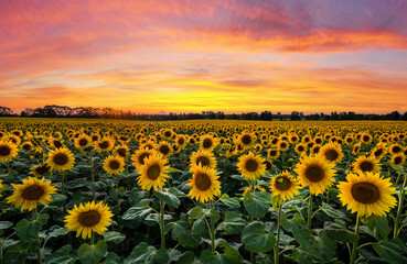 Beautiful sunset over sunflowers field