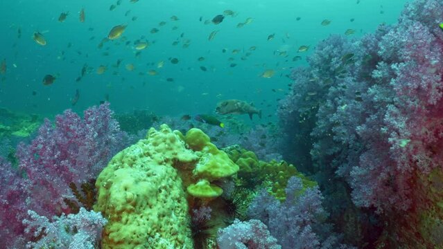 Coral garden flyover underwater in the ocean from Stonehenge Koh lipe, Thailand 