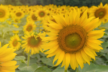 beautiful of Sunflower blooming in Sunflowers garden