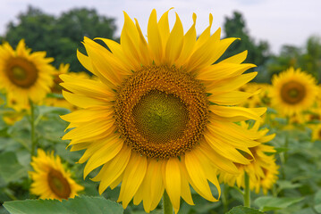 Fototapeta premium beautiful of Sunflower blooming in Sunflowers garden