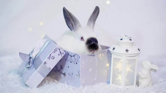 A cute little white rabbit is sitting in a silver gift box on a white background with a lantern. The year of the rabbit. The symbol of 2023.