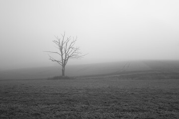 in a field there is a single dead tree .in a field there is a single dead tree in the fog.