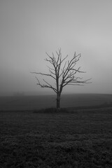 in a field there is a single dead tree .in a field there is a single dead tree in the fog.